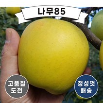 (나무85) 사과(시나노골드) R4 내외 분