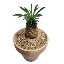 트리앤 귀요미 괴마옥 다육이 선인장, 05. 토분 괴마옥 1개