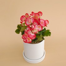 [1+1 SET] 언제나 봄 반려식물 키우기쉬운 공기정화식물 장미 베고니아 도자기, 장미베고니아 도자기 화이트+장미베고니아(식물만), 화분받침 추가