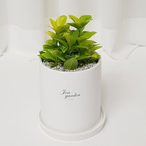 인테리어화분&공기정화 식물, 8.금사철, 1개