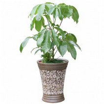 홍콩대엽대엽홍콩 sy1 실내공기정화식물 사무실 카페