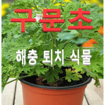 (성실)구문초 화분(소)5개 공기정화해충퇴치식물