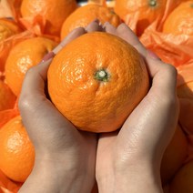 머드러기 산지직송 가정용 제주 새콤 달콤 카라향 2kg 3kg 5kg 10kg, 선물용 특대과 5kg 8-14과, 1개