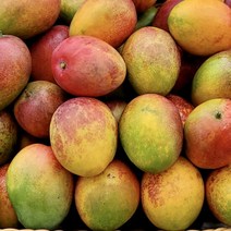 제주진짜 애플망고 3kg 선물세트 7~8과 초고당도, 단품