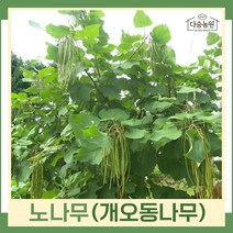 노나무 묘목 개오동나무 실생2년생 뿌리묘 3개