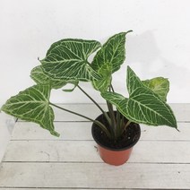 바틱 싱고니움 희귀식물 실내공기정화식물