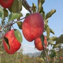 사과미야비부사 특묘 묘목-접목1년 묘목 유실수 과실수 조경 대표과수, 상품선택
