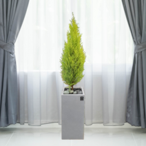 에코플랜트 공기정화식물 개업축하화분 인테리어화분 [서울.경기 평일 당일배송][지방 익일 택배도착]<토요일 오후 일요일 주문건 월요일배송>, 25. 율마 검정, 1개” class=”wr-img”></a></div>
</p></div>
</p></div>
</p></div>
<div class=