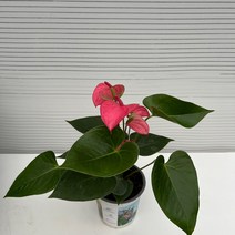 [다은꽃농원]안시리움(핑크) 안수리움 키우기쉬운 실내공기정화식물 유해물질 제거 인테리어