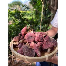 정통 부티크 운남 야생 붉은 버섯 건조 제품 100g