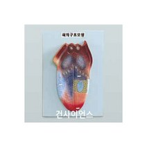 (GS)혀의구조모형/초.중.고등학교 실습용