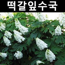 떡갈잎수국 나무 묘목 키60cm 3~5지 화분 1개/정원/공원/조경수