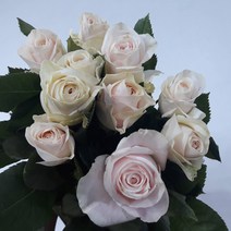 장미 - 부르트 / 고속터미널꽃시장 꽃도매 서리풀플라워