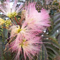 자엽자귀나무 자엽자귀 정원수 나무언니, 자엽자귀 썸머초콜릿 C2화분, 1개