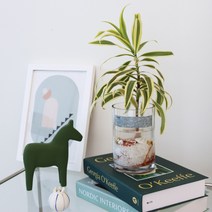 파워플랜트 수경재배식물 송오브인디아 인테리어식물 카페 공기정화식물, 수경식물 스파티필름 + 투명 유리병, 백자갈200g+백사300g / 윤슬스티커증정