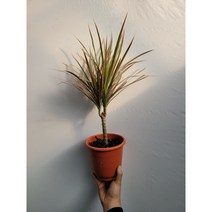 수입목 레인보우마지나타 중품 35~55cm 109