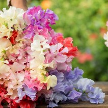 캔들로망 가든 스위트 피 GARDEN SWEET PEA [ YANKEE TYPE ], 500ml