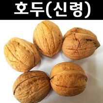 호두(신령) 실생1년(특) 뿌리 1개/나무 묘목/과실수/유실수