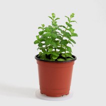 마이플랜트 [마이플랜트]허브키우기 애플민트 허브 모종 식용식물 식용허브 향기나는 식물, 선택완료