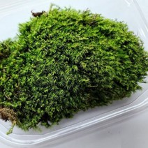 재료 diy 테라리움 이끼 테라리움만들기 비바리움 식물