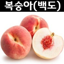 백도복숭아 R3cm 결실주(분) 나무 묘목 1개/유실수/과수