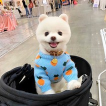 구매평 좋은 강아지긴팔스웨터 추천순위 TOP100 제품 목록