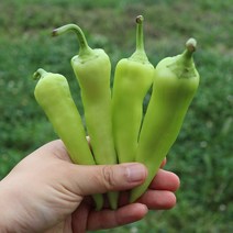 당조고추 생산자 산지직송, 01.당조고추 1kg