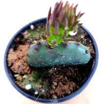 황금곳간 손바닥 선인장 천년초 모종 포트 화분용, 3개, 우수칼라포트화분모종90mm