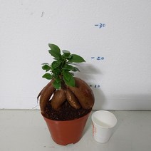 인삼펜다