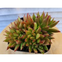 {정화다육} 다육식물 골드라벨 철화런뎀, 1개