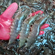 횟감가능 국내산 대왕 활새우 대하 1kg 25미내외 흰다리새우 생새우 새우구이 대하구이, 1개