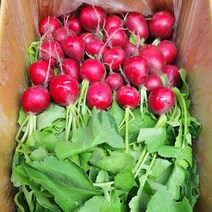 래디쉬 1.8kg-2kg, 1개