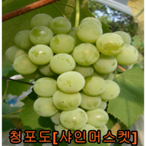 샤인머스켓 청포도나무 삽목2년포트묘 1그루 묘목 꽃나무 과일나무 유실수 조경수