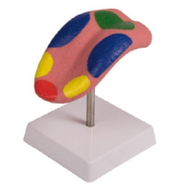 ERLER ZIMMER 혀 모형 C67 미각학습 혀 구조 미각교육 쓴맛 신맛 짠맛 단맛