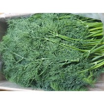야채왕 허브 생잎 딜 Dill 500g 향신료