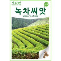녹차 씨앗 우롱차 홍차 보이차 차씨앗 20알 green tea