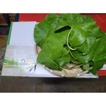 #가락시장 나물이네# 당일경매 /향긋한 곰취나물 2kg 1kg 400g 내외// 오후 2시이전주문당일출고99% / 주말 공휴일제외, 2kg 내외, 1개