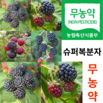 [농장직송] 슈퍼복분자 무농약 햇 생 냉동 토종 복분자 3kg 5Kg 10kg, 무농약 5kg, 1개