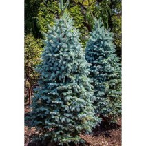 은청가문비(베이비블루)포트묘(2개묶음)/묘목/G0021, 2개