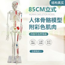 뼈모형 인체 해골 모형 85cm 골격 170cm 전신 성인골격 작은 교습척추, 05 E대85CM입형골격대추간판근육착색