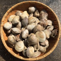 흠스수산 백생합 1kg 조개구이 해물탕 해물찜 조개찜 조개탕, 1개