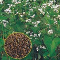 한국 메밀 꽃 백옥 씨앗 야생화 꽃씨 종자 품종 30g No. 327491EA, 본상품선택