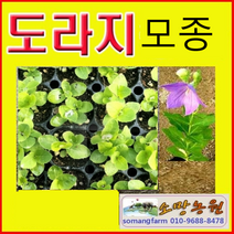 WC(소망)슈퍼도라지 모종(30개)