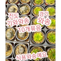 와송/기와와송 10개묶음/항암 작용 효과가 뛰어나다보니 인기가 아주 많습니다.