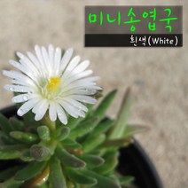 허브여울다육 미니송엽국 화이트(흰색) 지름 9cm 소품화분, 3개