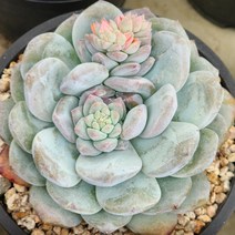 다육식물(먼로 중품) 랜덤 발송, 1개