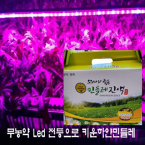 흰민들레 엉겅퀴즙, 100팩