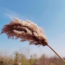 대형 화분 큰팜파스 잔디 말린 꽃 푹신한 자연 홈 보헤미안 장식 국가 웨딩, 01 A_01 5pcs