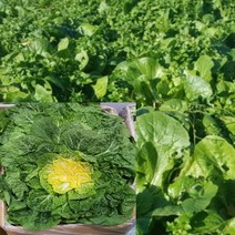 알뜰농장 전남 해남.진도 국내산 최상품 해풍맞은 봄동 4.5~10kg, 1개, 봄동 9.5~10kg