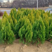 황금측백 나무 (키 40~50cm), 1개